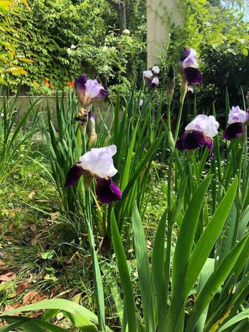 Pet-friendly Nel Centro Storico Di Appartement